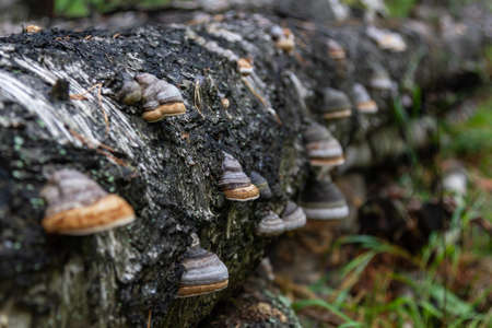 parasite mushrooms on a tree trunk in the forest near the Talc stone quarry in the Sverdlovsk regionの写真素材