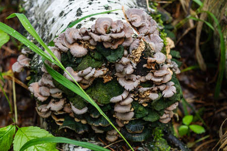 parasite mushrooms on a tree trunk in the forest near the Talc stone quarry in the Sverdlovsk regionの写真素材