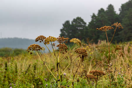 Hogweed umbrellas in a field near the Talc stone quarry in the Sverdlovsk regionの写真素材