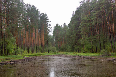 view of a small lake in the forest near the talc stone quarry in the sverdlovsk regionの写真素材