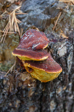 parasite mushrooms on a tree trunk in the forest near the village of Sloboda in the Sverdlovsk regionの写真素材