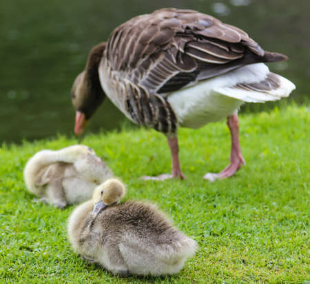 ducklings and duck in the park near the Nymphenburg Palace in Munich in Bavaria