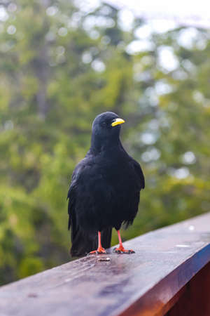 alpine jackdaws sit on the railing of the terrace of the restaurant near the Eisriesenwelt in the Austrian Alpsの写真素材