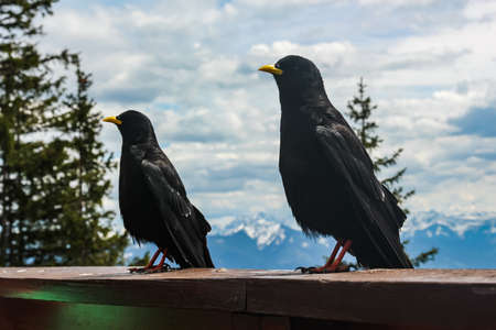 alpine jackdaws sit on the railing of the terrace of the restaurant near the Eisriesenwelt in the Austrian Alpsの写真素材