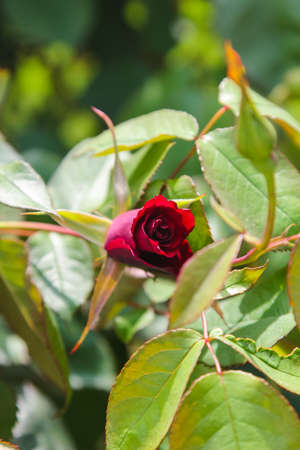 burgundy rose blooming bud on a bush near Vienna Austriaの写真素材