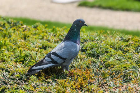 gray dove on a lawn in a park near Vienna Austriaの写真素材