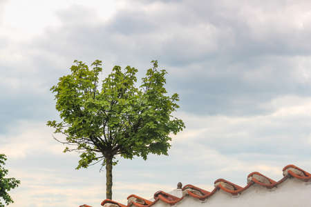 tree grows on the tile roof of a house in Prague, Czech Republicの写真素材