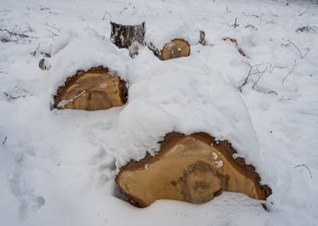 birch firewood under the recently fallen snow in Novosibirsk, Russiaの写真素材