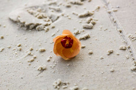 orange flower lies on the sand of Kata Phuket beach, Thailandの写真素材