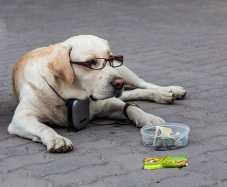 A clever dog in old age became ill to see and he needed glasses, Russia, Novosibirsk, Russia