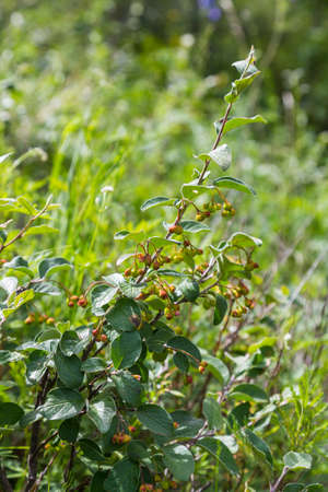 branch of a bush with ripening berries , Altai, Russia