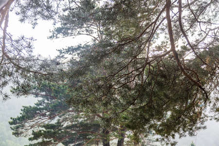 raindrops on pine needles during rain , Altai, Russiaの写真素材