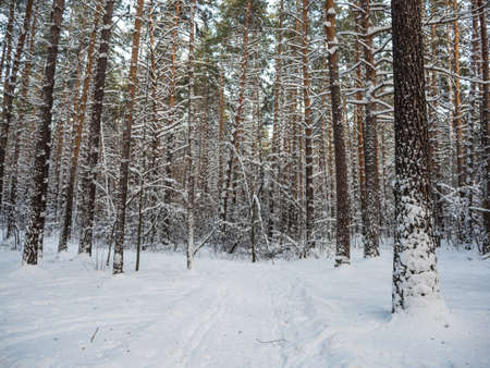 Winter forest after heavy snowfall, Novosibirsk, Russiaの写真素材