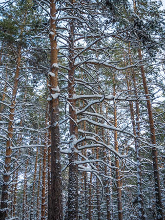 Winter forest after heavy snowfall, Novosibirsk, Russiaの写真素材