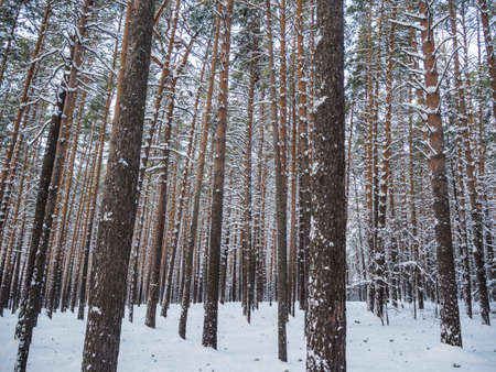 Winter forest after heavy snowfall, Novosibirsk, Russiaの写真素材