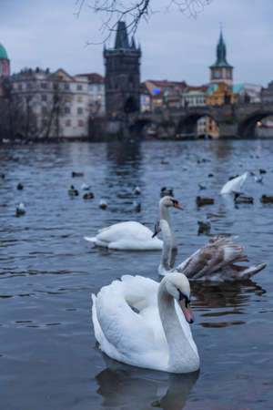 White Swan on the Vltava, Prague, Czech Republicの写真素材