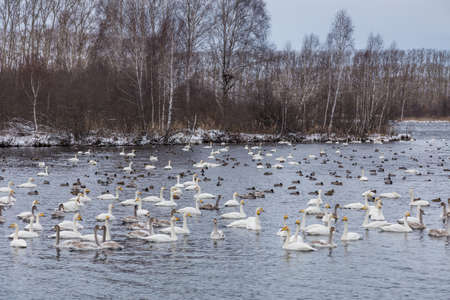wild swans winter on the warm Svetloye lake near the village of Urozhaynoe, Altai, Russiaの写真素材
