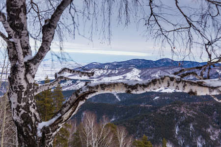 view of the Altai mountains through the birch branches near Belokurikha, Altai, Russiaの写真素材