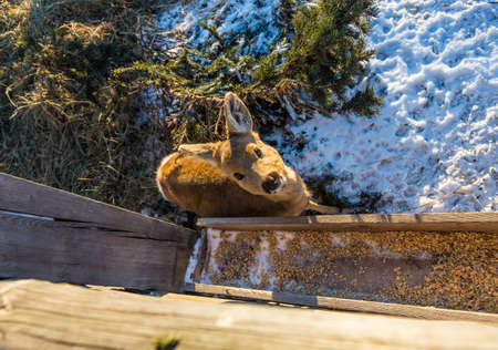a small baby deer stands near a grain feeder, Altai, Russiaの写真素材