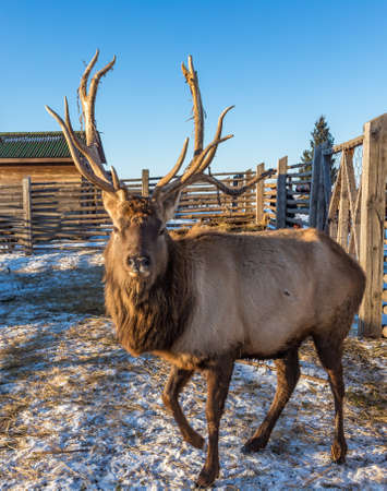 An adult maral male with big horns stands in the pen, Altai, Russiaの写真素材
