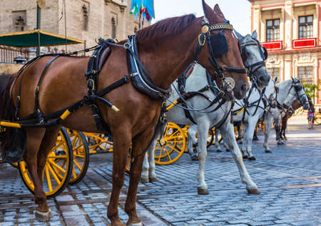Horse parking with carts on the central square in Seville, Spain.の写真素材