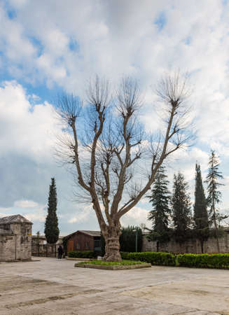 Old plane tree in the courtyard of a mosque in Istanbul, Turkey.の写真素材