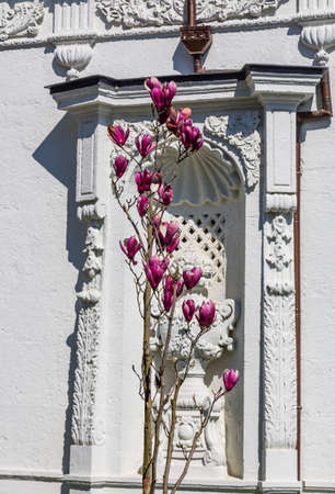 Beautiful blooming purple flowers on a bush against the white wall in Istanbul, Turkeyの写真素材