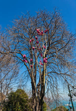 Beautiful blooming purple flowers on a bush against a tree in Istanbul, Turkey