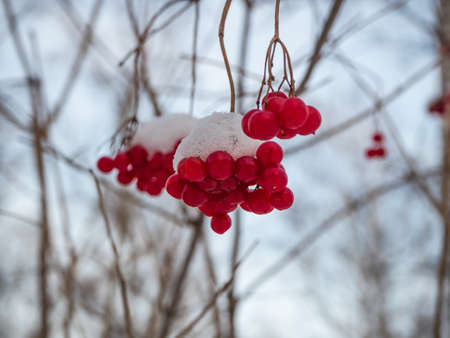 Bright red rowan in the winter snowy forest in Russiaの写真素材