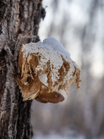 A quaint mushroom parasite on a birch trunk in the winter forest