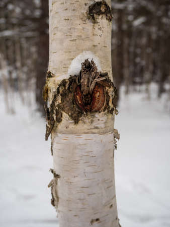 Freakish views of a birch tree trunk from a snow-covered winter forest in Russiaの写真素材
