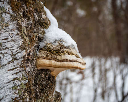 Freakish views of a birch tree trunk from a snow-covered winter forest in Russiaの写真素材