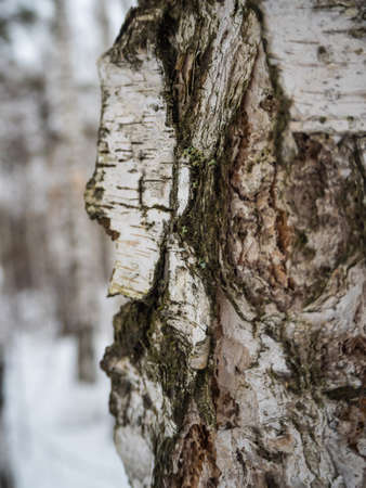 Freakish views of a birch tree trunk from a snow-covered winter forest in Russiaの写真素材