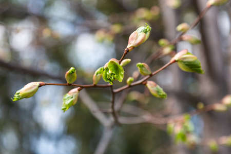Green tender birch leaves in Russia blooming from buds