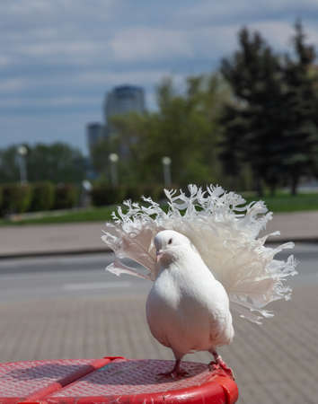 Dove bird is a symbol of love and loyalty in the square in Kemerovo in Russiaの写真素材