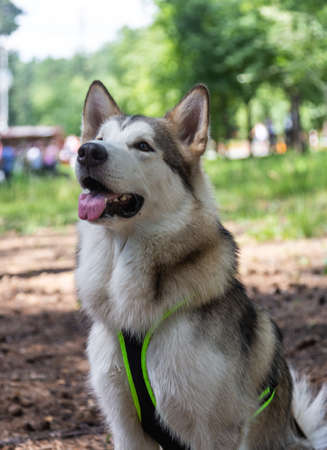 Husky dog ready to perform any command of the host, Russia