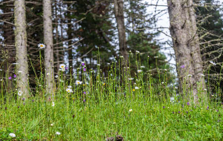 Grass, wildflowers and trees grow in Altai, Russia