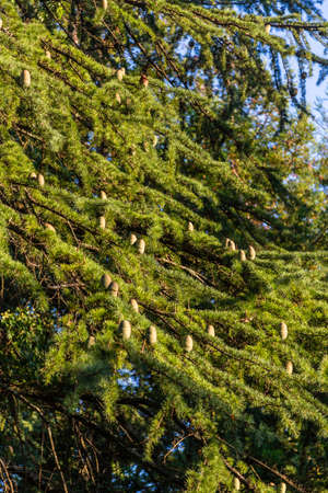 Cones of one of the varieties of pine sticking out on the branches in the sunlight in the botanical...