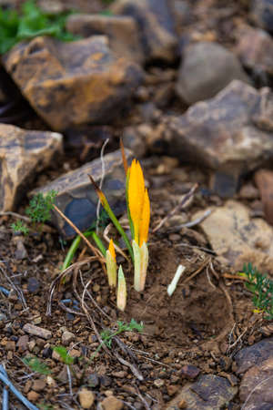 Yellow edelweiss flower in the Caucasus Mountains, Krasnodar Region, Russia.の写真素材