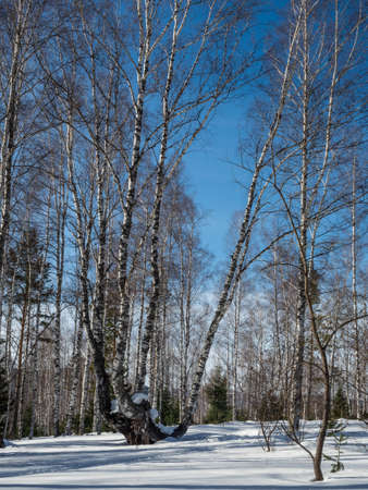 White birches in the winter forest on the background of bright blue sky with clouds in Altai, Russiaの写真素材