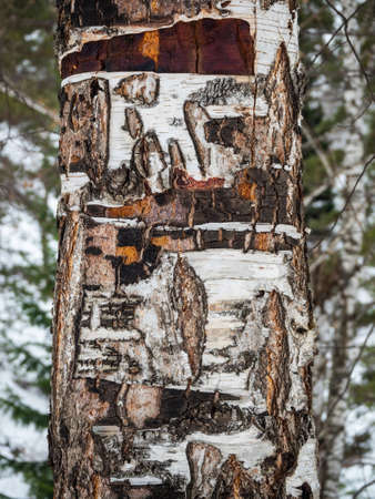 Birch trunk with cracked bark in some places in the winter forest in Altai, Russiaの写真素材