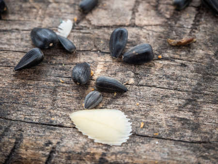 Sunflower seeds are scattered on the old shabby table in the winter forest in Altai, Russiaの写真素材