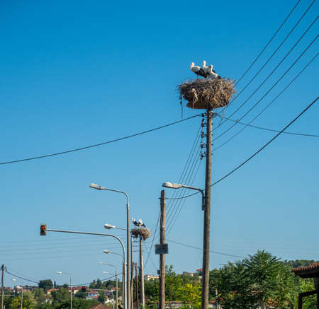 Storks viet nests on lampposts and electrical supports and breed their nestlings in the nests, Greeceの写真素材