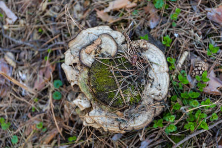 Parasite mushrooms grow on a small stump from a tree