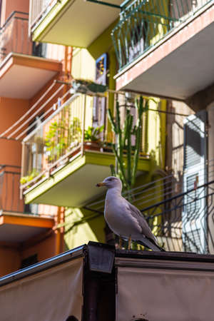Cinque Terre coast and small towns with vibrant colorful houses in La Spezia, Italy.の写真素材