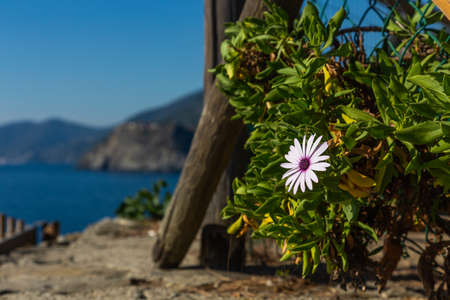 Cinque Terre coast and small towns with vibrant colorful houses in La Spezia, Italy.の写真素材
