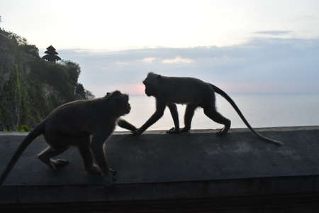 Monkey Maniaのeditorial素材