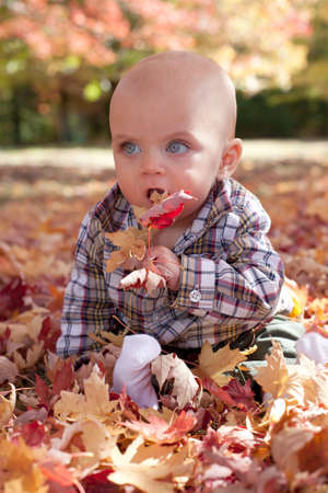 Adorable blue eyed blond baby playing in fall leavesの写真素材