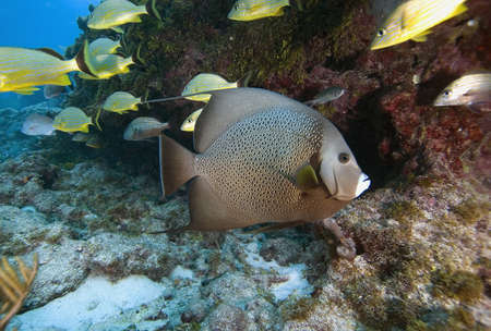 Underwater anglefishの写真素材