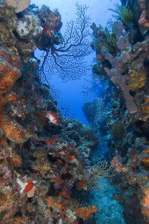 Tropical underwater reefの写真素材